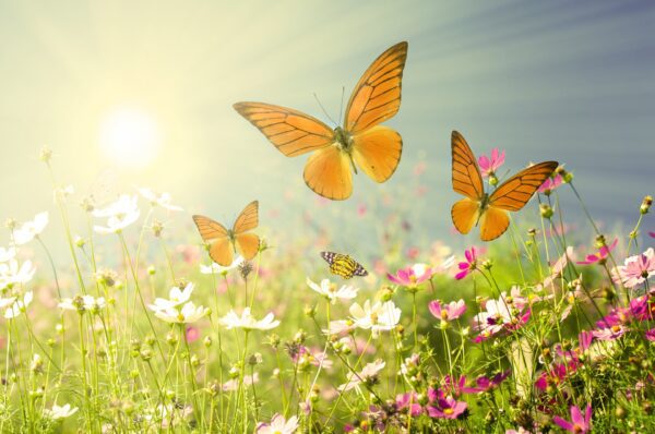 Summer,Flowers,With,Blue,Sky